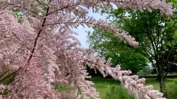 Sluiten van mooie decoratieve roze Tamarix bloemen zwaaien in de zachte bries in het voorjaar in de tuin — Stockvideo