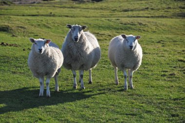 saltmarsh sheep on Northam Burrows clipart