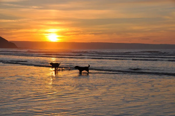 海岸で犬 playng — ストック写真