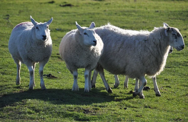 Салтмарш овец на Нортэм Берроуз — стоковое фото