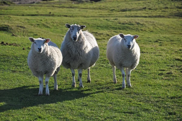 Saltmarsh sheep on Northam Burrows — Stock Photo, Image