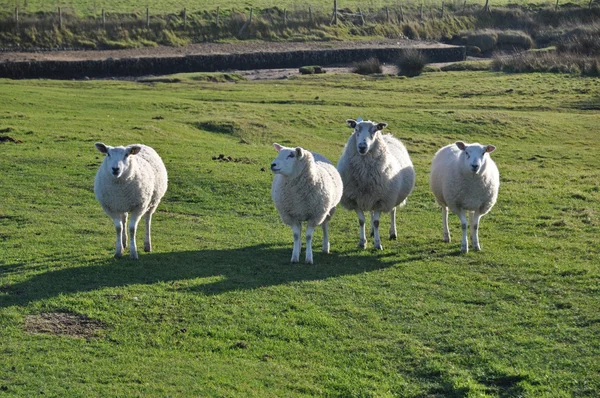 Zoutmoerassen schapen op Northam Burrows — Stockfoto