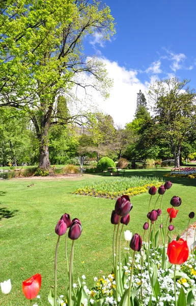 Queenstone Gardens New Zealand — стоковое фото