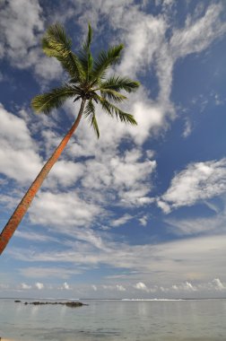 Paradise Found