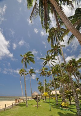 Paradise Found