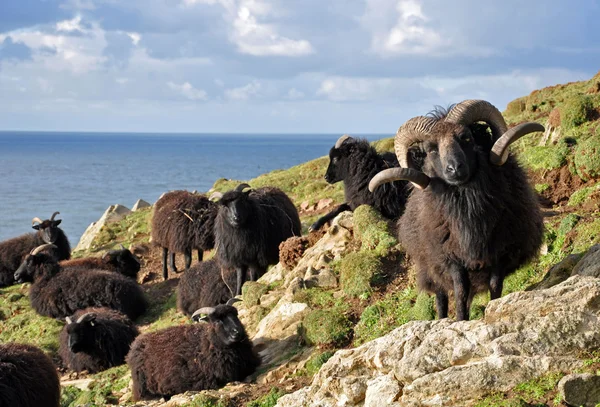 Hebridean sheep at Baggy Point — Stock Photo, Image