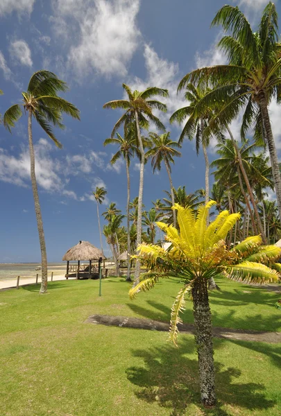 Fiji mercan sahil