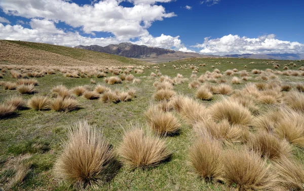 Hierba silvestre sobre el lago Tepako Nueva Zelanda — Foto de Stock