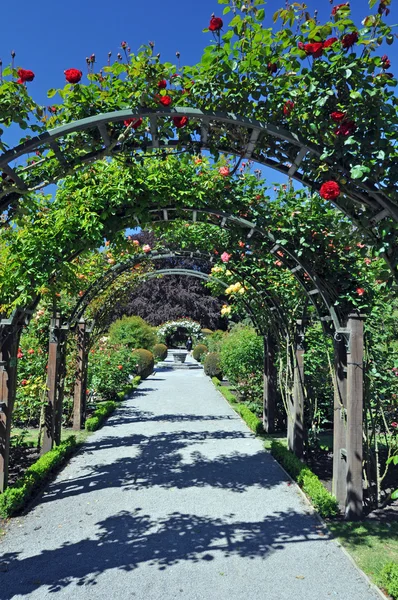 Christchurch Rose Garden Nowa Zelandia — Zdjęcie stockowe