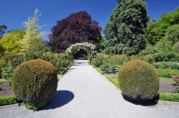 Rose arch — Stock Photo, Image