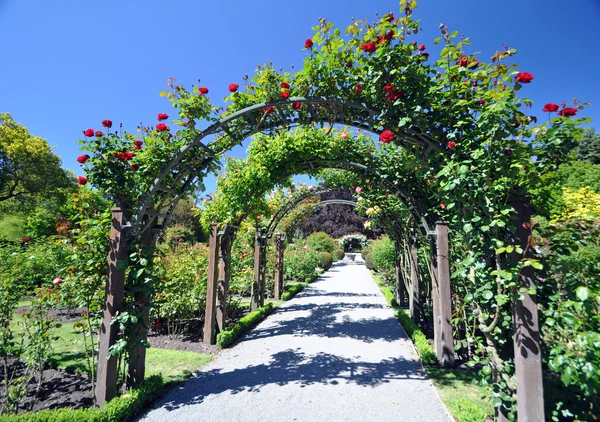 Nový Zéland Christchurch Rose Garden — Stock fotografie