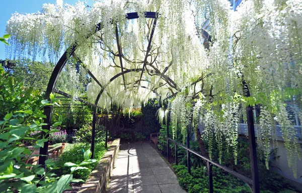 Wisteria Arch
