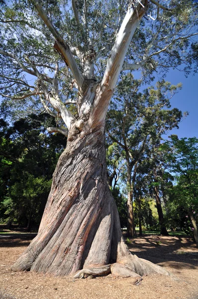 A grande árvore — Fotografia de Stock