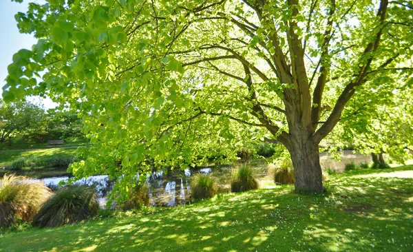 Tree and river — Stock Photo, Image