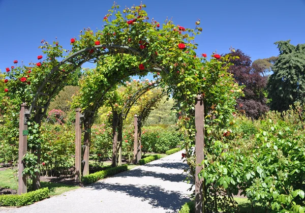 Rose arch — Stock Photo, Image