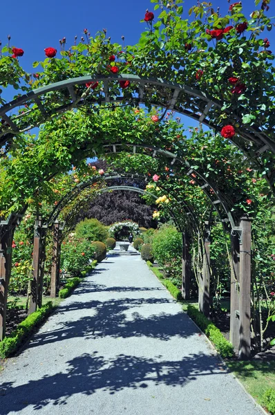 Christchurch Rose Garden Nueva Zelanda Imagen de archivo