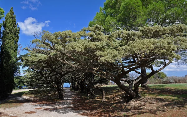 Avenida calvária de árvores em Ialyssos — Fotografia de Stock