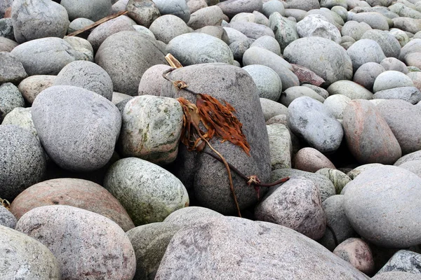 Kuzey sahilindeki yuvarlak gri kayalar. Gri yuvarlak taşların ve kahverengi alglerin arka planı. Rusya 'nın kuzeyinin desenli mineralleri..