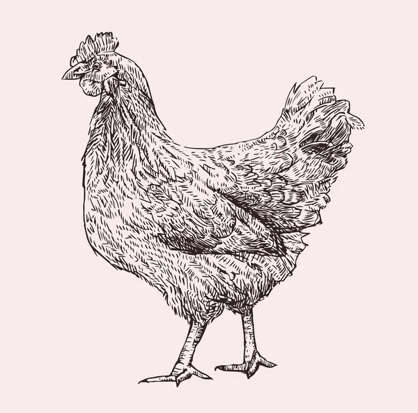 Tavuk elle çizilmiş