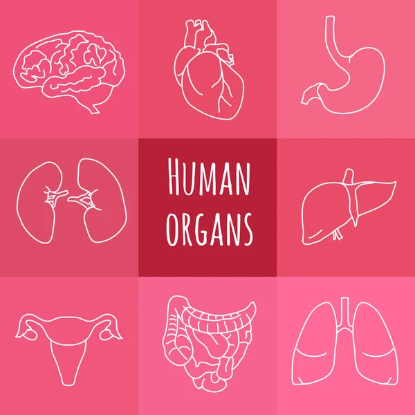 Icons of human organs — Stock Vector