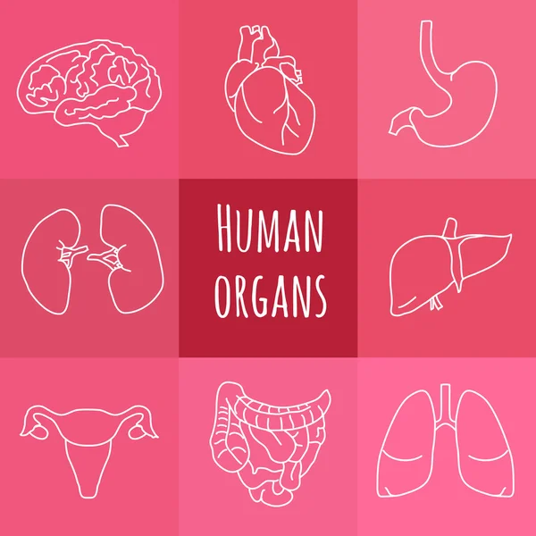 Ikony lidských orgánů — Stockový vektor