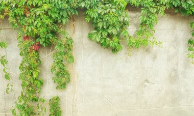 duvarda yeşil sarmaşık