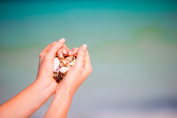 Close Up di mani tenendo varietà di belle Seashells — Foto Stock