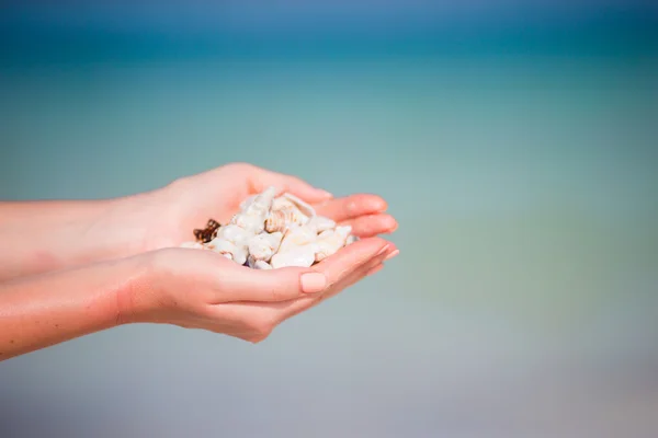 Närbild av händer som håller vackra snäckskal bakgrund havet — Stockfoto