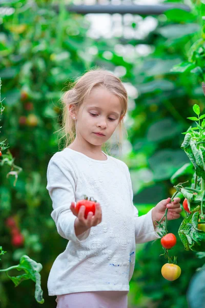 Adorable girl collecting crop cucumbers and tomatoes in greenhouse — Stock Photo, Image