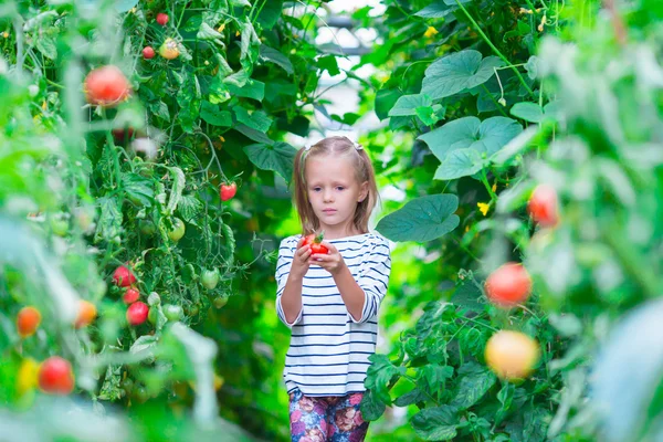 Sevimli küçük kız kırpma salatalık ve domates sera içinde toplama — Stok fotoğraf