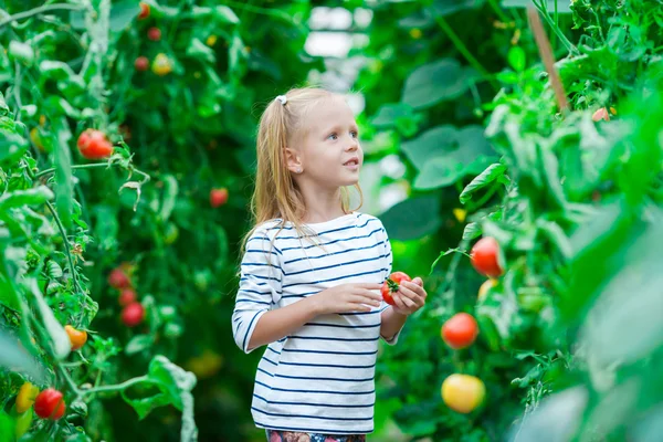 Bedårande liten flicka samla gröda gurkor och tomater i växthus — Stockfoto