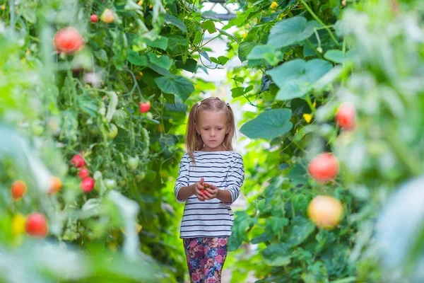Adorable little girl collecting crop cucumbers and tomatoes in greenhouse — Stock Photo, Image