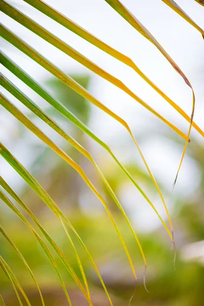 Folhas de palma verde no país exórico — Fotografia de Stock