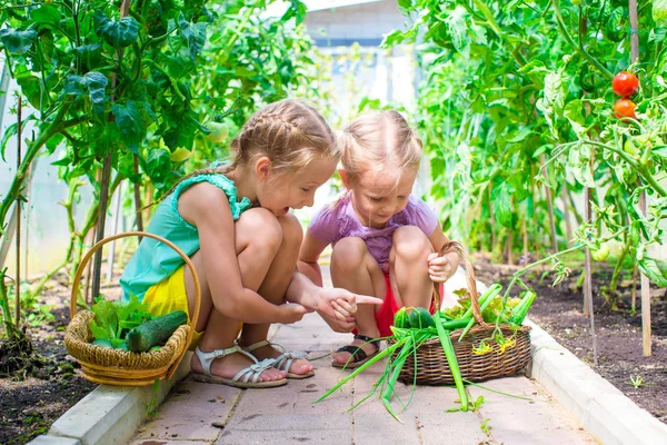 Bedårande små flickor samla gröda gurkor och tomater i växthus — Stockfoto
