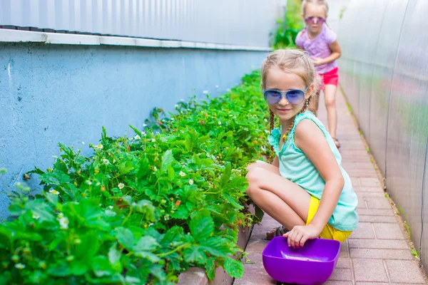 Adorable little girls collecting crop cucumbers and tomatoes in greenhouse — Stock Photo, Image