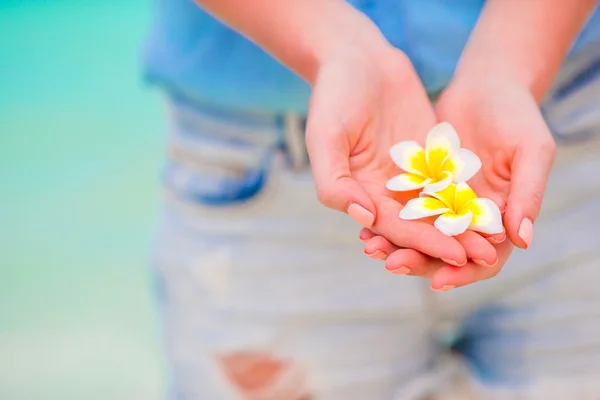Красиві квіти франгіпані фону бірюзового моря — стокове фото