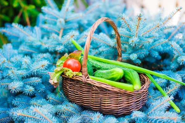 Grande cesta cheia de pepinos e tomates colhidos no abeto verde — Fotografia de Stock