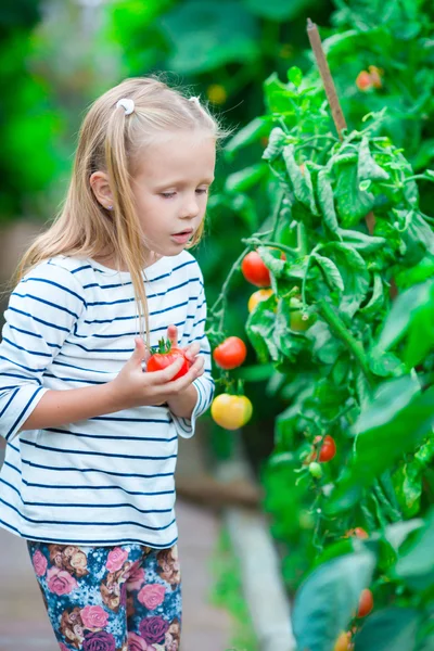 Adorable little girl collecting crop cucumbers and tomatoes in greenhouse — Stock Photo, Image