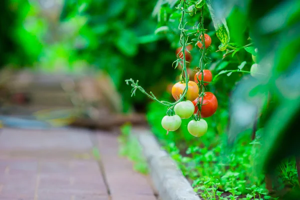 Red tomatoes in greenhouse — Stock Photo, Image