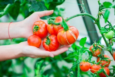 Sera closeup kırmızı domates