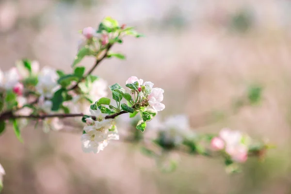 Flores das flores de cereja em um dia de primavera — Fotografia de Stock