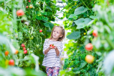 Küçük kız serada salatalık ve domates hasat