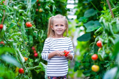 Sevimli küçük kız salatalık ve sera domates hasat. Sebze yeşil evlerde olgunlaşma sezon.