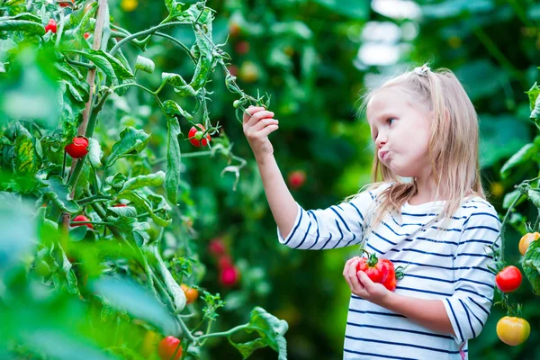 Чарівна маленька дівчинка збирає урожайні огірки і помідори в теплиці — стокове фото