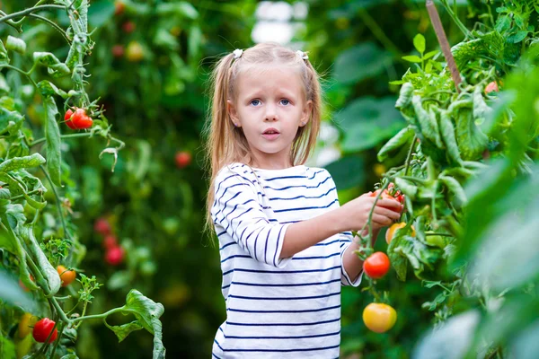 Adorable little girl harvests cucumbers and tomatoes in greenhouse — Stock Photo, Image