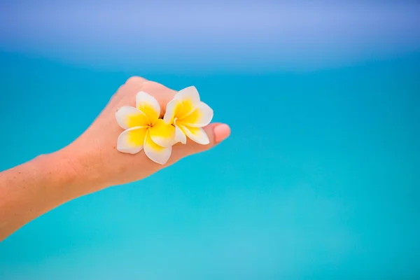 Beautiful frangipani flowers background turquoise sea on white beach — Stock Photo, Image