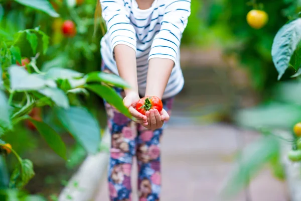 Fermer la collection de concombres et tomates en serre — Photo