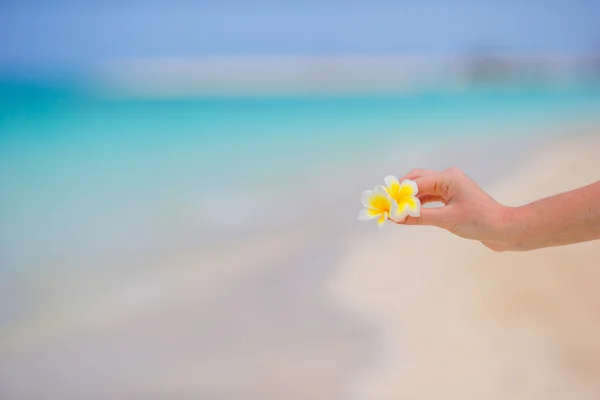 Krásné keře květiny pozadí tyrkysové moře na pláži s bílým — Stock fotografie