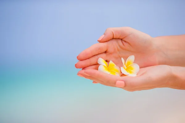 Lindas flores frangipani fundo mar azul-turquesa na praia branca — Fotografia de Stock