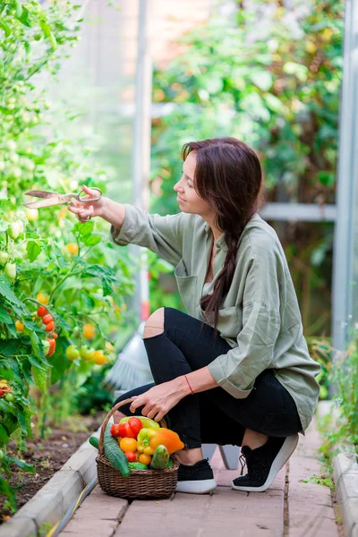 Young woman with basket of greenery and vegetables in the greenhouse. Time to harvest. — Stock Photo, Image